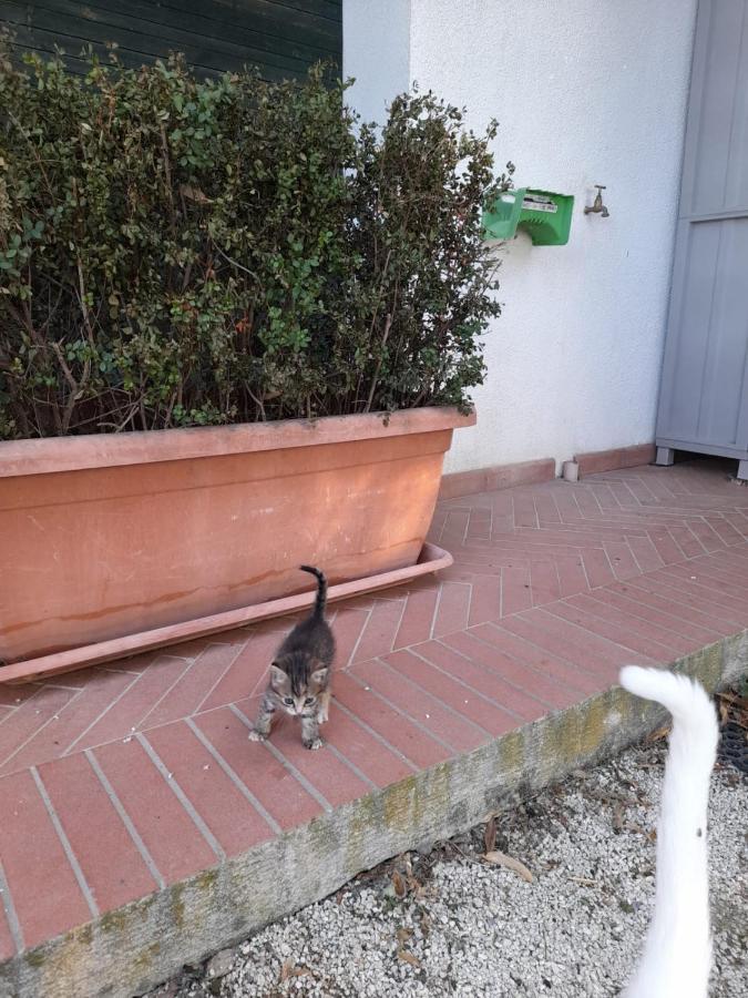 8380 Il Tiglio Verde Manciano Bagian luar foto